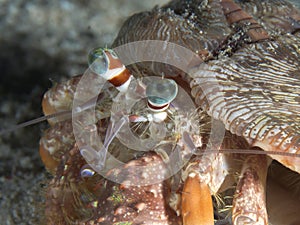 Anemone hermit crab