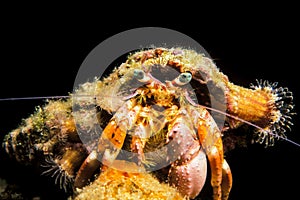 Anemone Hermit Crab