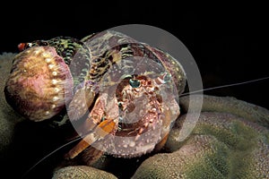 Anemone Hermit Crab