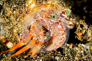 anemone hermit crab