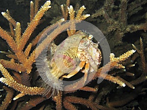 Anemone Hermit Crab