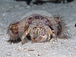 Anemone hermit crab