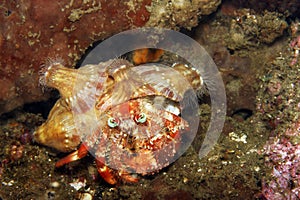 Anemone Hermit crab