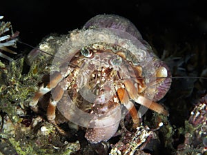 Anemone hermit crab