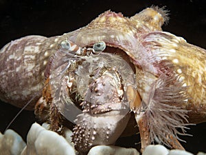 Anemone hermit crab