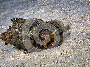 Anemone Hermit Crab Dardanus pedunculatus