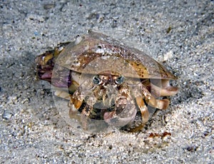 Anemone Hermit Crab Dardanus pedunculatus