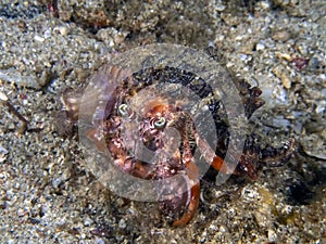 Anemone Hermit Crab Dardanus pedunculatus