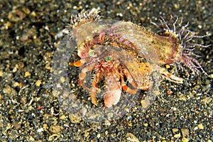 Anemone Hermit Crab, Lembeh, North Sulawesi, Indonesia