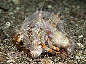 Anemone hermit crab