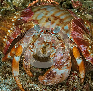 Anemone hermit crab