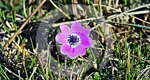 Anemone hortensis, commonly called broad-leaved anemone