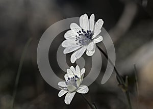 Anemone hortensis subsp. heldreichii