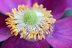 Anemone hupehensis flower closeup