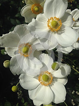 Anemone Hupehensis Flowers in the Fall in Central Park, Manhattan. photo