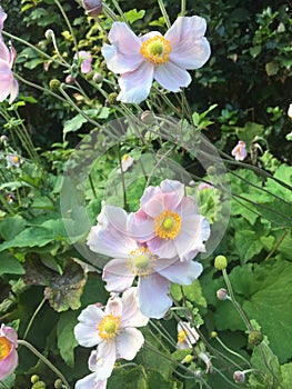 Anemone Hupehensis - Japanese Anemone - Pink Saucer