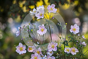 Anemone hupehensis japonica beautiful flowerin plant, flowers with pale pink petals and yellow center in bloom photo