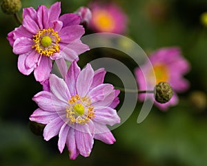 Anemone hupehensis japonica `Pamina`