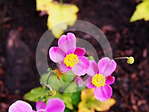 Anemone hupehensis var. japonica `Splendens`