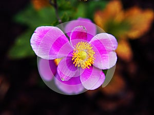 Anemone hupehensis var. japonica `Splendens`