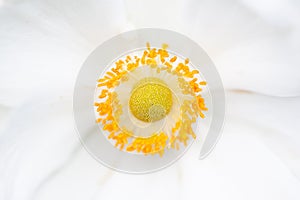 Anemone hupehensis white flower