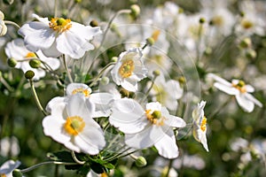 Anemone hybrida honorine jobert flowers.