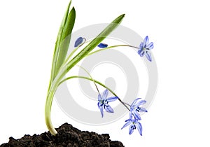 Anemone isolated on white background