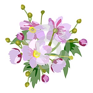 Anemone japanese, anemone, vector cartoon drawing of a bouquet of pink flowers with buds and leaves isolated on a white