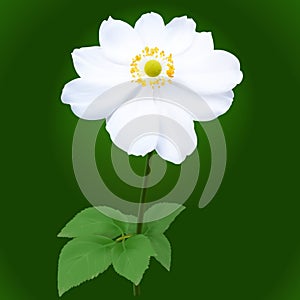 Anemone japonica flower