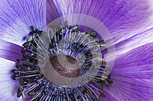 Anemone macro