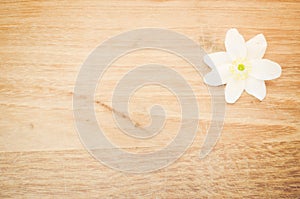 Anemone memorization white blossom photo