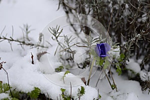 Anemone MR FOKKER with blue flower in winter time