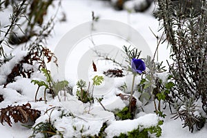 Anemone MR FOKKER with blue flower in winter time