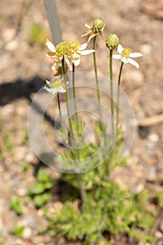 Anemone Multifida or Cutleaf Anemone in Zurich in Switzerland