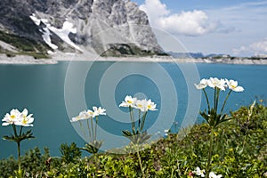 Anemone narcissiflora growing near the LÃ¼ner See in Austria