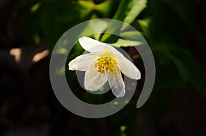 Anemone nemerosa, macro of a beautiful spring forest flower. Wood anemone Anemone nemorosa flower with soft focus