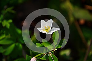 Anemone nemerosa, macro of a beautiful spring forest flower. Wood anemone Anemone nemorosa flower with soft focus