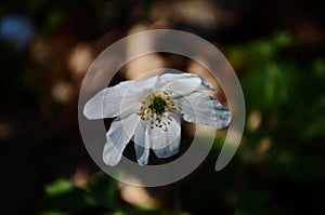 Anemone nemerosa, macro of a beautiful spring forest flower. Wood anemone Anemone nemorosa flower with soft focus