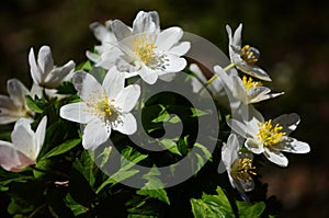 Anemone nemerosa, macro of a beautiful spring forest flower. Wood anemone Anemone nemorosa flower with soft focus