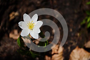 Anemone nemerosa, macro of a beautiful spring forest flower. Wood anemone Anemone nemorosa flower with soft focus