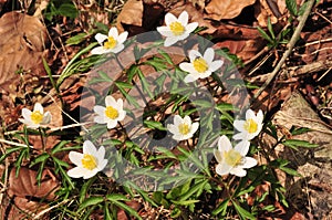 Anemone nemorosa