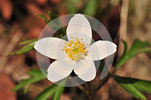 Anemone nemorosa