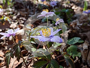 Anemone nemorosa Allenii - large, lavender flower with seven petals growing in a park with blurred background