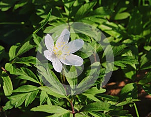 Anemone nemorosa commonly known as Wood anemone.