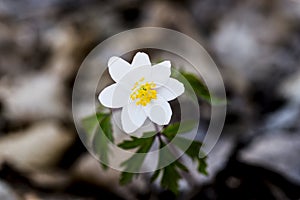 Anemone nemorosa