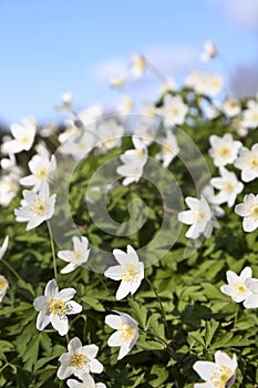 Anemone nemorosa flowers