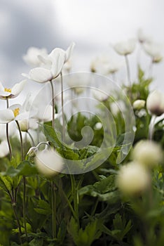 Anemone parviflora flowers in the meadow in sullen day. Windflower, thimbleweed. Beautiful spring landscape