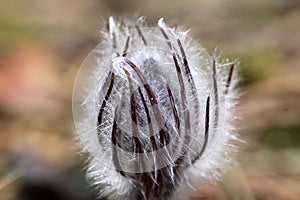 Anemone patens (pasque flower )