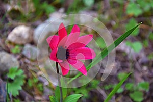 Anemone pavonina , Peacock windflower natural flower in green nature