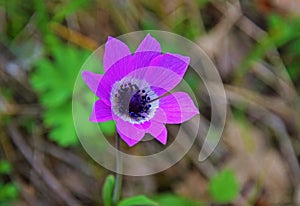 Anemone pavonina , Peacock windflower natural flower in green nature